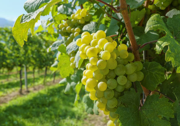 Riesling & Co -viikot 2026